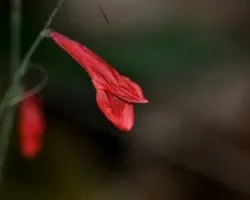 Dicliptera tweediana