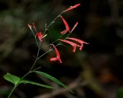 Dicliptera tweediana
