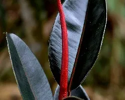 Ficus elástica