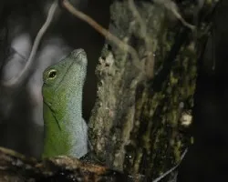 Norops biporcatus