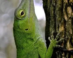 Norops biporcatus