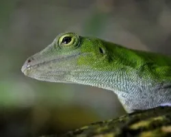 Norops biporcatus