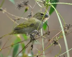 Tiaris olivaceus