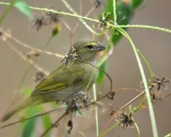Tiaris olivaceus