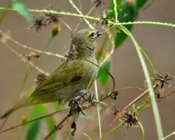 Tiaris olivaceus