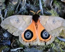 Automeris liberia