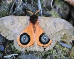 Automeris liberia