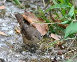 Troglodytes aedon