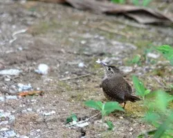 Troglodytes aedon