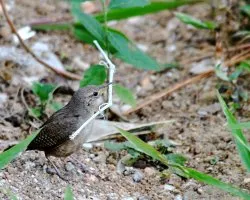 Troglodytes aedon