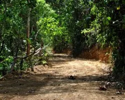 Sendero en el bosque