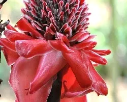 Etlingera elatior 
