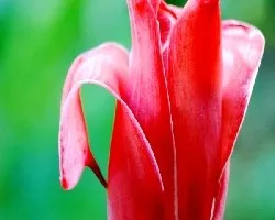 Etlingera elatior 