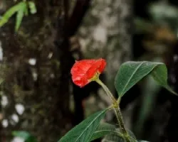 Psychotria elata