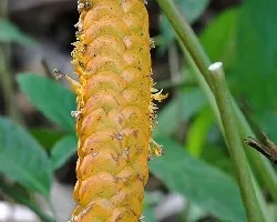 Heliconia imbricata