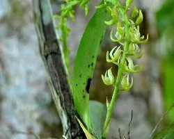 Notylia barkeri