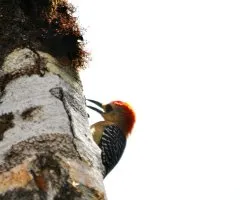 Melanerpes rubricapillus