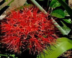 Scadoxus multiflorus