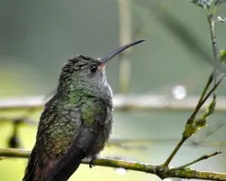 Amazilia tzacatl