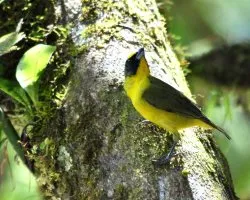 Euphonia hirundinacea