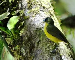 Euphonia hirundinacea