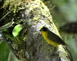 Euphonia hirundinacea