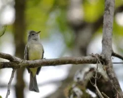 Elaenia chiriquensis