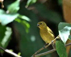 Espiguero