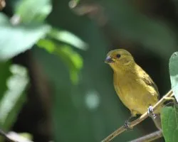 Espiguero