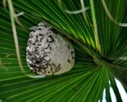 Polybia occidentalis