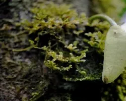 Flores y fruto de una Guanabana del bosque