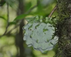 Flores y fruto de una Guanabana del bosque