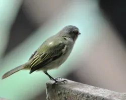 Zimmerius vilissimus