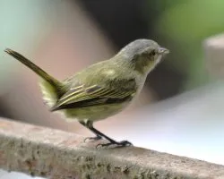 Zimmerius vilissimus