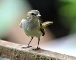 Zimmerius vilissimus