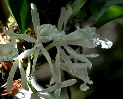 Trichopilia suavis