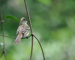Elaenia flavogaster