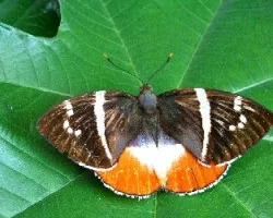 Castnia licus