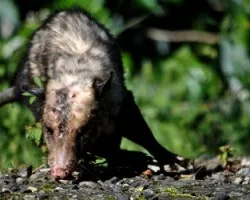 ZarigíÂ¼eya atropellada 