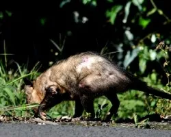 ZarigíÂ¼eya atropellada 