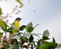 Myiozetetes similis