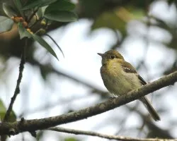 Empidonax  sp