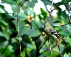 Empidonax  flaviventris