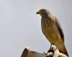 Buteo magnirostris