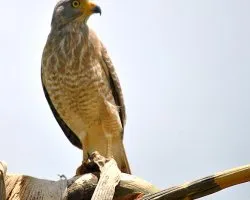 Buteo magnirostris
