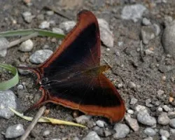 Marpesia coresia