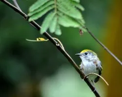 Setophaga pensylvanica