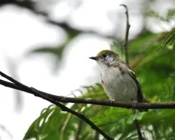 Setophaga pensylvanica