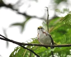 Setophaga pensylvanica