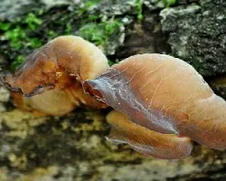 Mas hongos